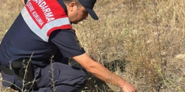 Jandarma ekipleri minik kaplumbağaya yardım etti