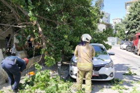 Kadıköy’de güneşten çürüyen ağaç otomobilin üzerine devrildi
