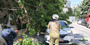 Kadıköy’de güneşten çürüyen ağaç otomobilin üzerine devrildi
