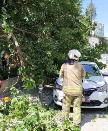 Kadıköy’de güneşten çürüyen ağaç otomobilin üzerine devrildi