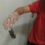 Kapaklı’da dev gıda zincirinde skandal: Fare elini ısırdı, ’bir şey olmaz dediler’ iddiası