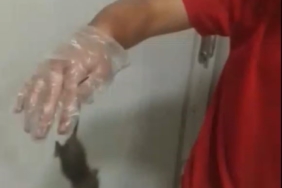 Kapaklı’da dev gıda zincirinde skandal: Fare elini ısırdı, ’bir şey olmaz dediler’ iddiası