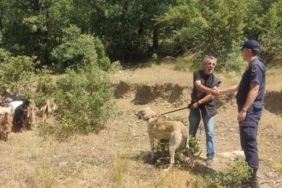 Kaybettiği  küçükbaş hayvanlarını jandarma buldu