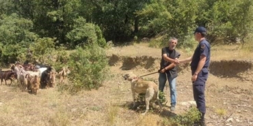 Kaybettiği  küçükbaş hayvanlarını jandarma buldu
