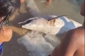 Keşan’da ölü yunus bulundu