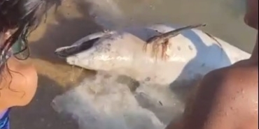 Keşan’da ölü yunus bulundu