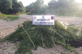 Kırklareli’nde 1 milyon 250 bin kök Hint keneviri ele geçirildi