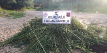 Kırklareli’nde 1 milyon 250 bin kök Hint keneviri ele geçirildi