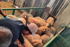 Kırklareli’nde 113 kaçak küçükbaş hayvan yakalandı