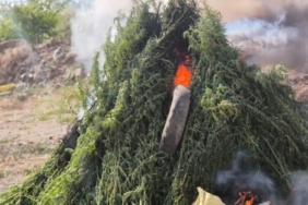 Kırklareli’nde ayçiçek tarlasında 575 bin 541 kök Hint keneviri imha edildi