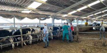 Kırklareli’nde büyükbaş hayvan işletmelerine arilik kontrolleri