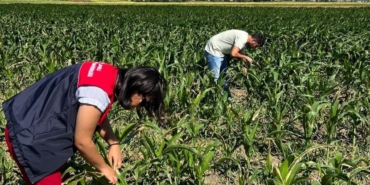 Kırklareli’nde yerli mısır çeşitleri incelendi