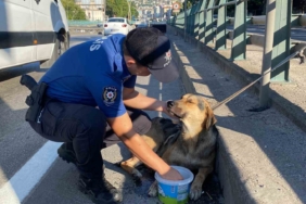 Korku dolu gözlerle bekleyen yaralı köpeği polis kurtardı