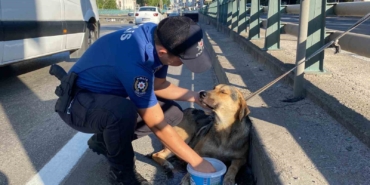 Korku dolu gözlerle bekleyen yaralı köpeği polis kurtardı