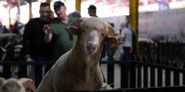 Küçükbaş Hayvancılık Festivali için geri sayım başladı
