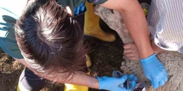 Küçükbaş hayvanlar hastalıklara karşı aşılanıyor