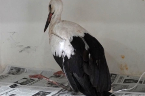 Küçükçekmece’de yaralı halde bulunan leyleğin tedavisi sürüyor