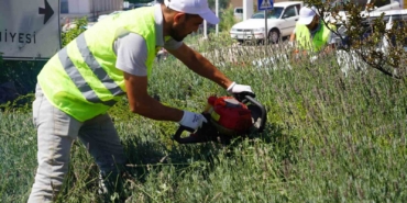 Lavantalardan bu yıl da organik ürünler üretilecek