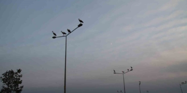 Leyleklerin erken göçü görsel şölen oluşturdu