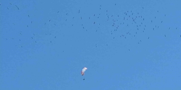 Leyleklerin paraşütçülerle dansı mest etti