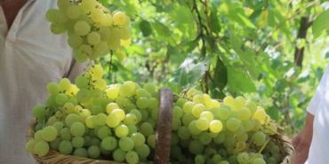 Lezzetiyle meşhur üzümlerin hasadına başlandı