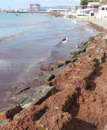 Marmara Denizi’nde kızıl yosun alarmı