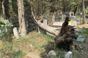 Mezarların üzerine devrilen ağaçları kaldırmayan belediyeye tepki