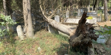 Mezarların üzerine devrilen ağaçları kaldırmayan belediyeye tepki