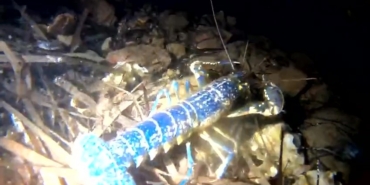 Nadir görünen mavi ıstakoz Ayvalık açıklarında görüntülendi