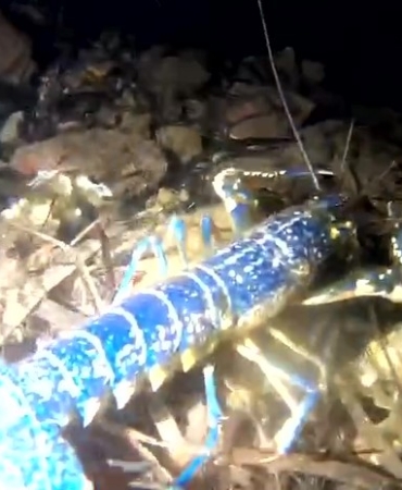 Nadir görünen mavi ıstakoz Ayvalık açıklarında görüntülendi