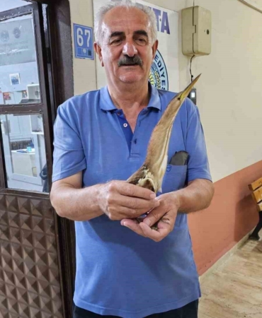 Nesli tükenmek üzere olan balaban kuşu bulundu