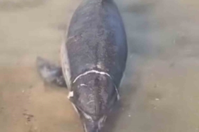 Ölü yunus karaya vurdu