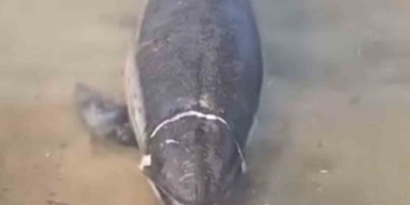 Ölü yunus karaya vurdu