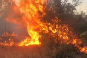 Otluk alanda çıkan yangın ağaçlık alana sıçradı: Alevler ürkütücü boyuta ulaştı