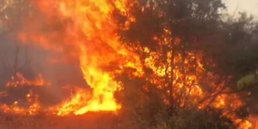 Otluk alanda çıkan yangın ağaçlık alana sıçradı: Alevler ürkütücü boyuta ulaştı