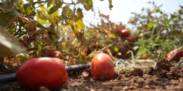 (Özel) Sosyal medyada çağrı yaptı, tarlada kalan domatesi bedava dağıttı