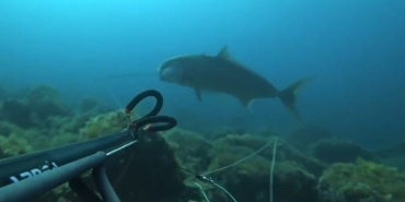 Rekortmen dalgıç, 64 kiloluk akya avladı