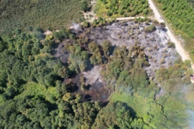 Sakarya’da korkutan orman yangını