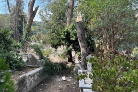 Sarıyer’de çürüyen ağaç gövdesinden koparak mezarlığa devrildi