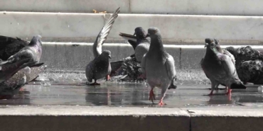 Sıcaktan bunalan güvercinlerin banyo keyfi