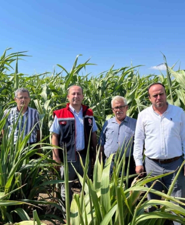 Silajlık Sorgum Projesi: Tekirdağ’da kuraklığa karşı tarımsal yenilikler incelendi