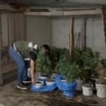 Sultangazi’de evinin çatı katında uyuşturucu yetiştiren şahıs polise yakalandı