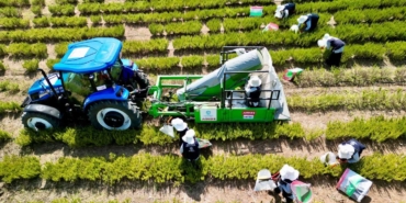 Tarımda yenilik: Yerli üretim makineyle biberiye hasadı