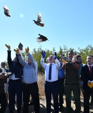 Tekirdağ’da 300 adet çil keklik doğaya salındı