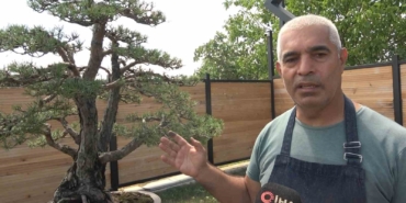 Toprak Dede’nin bonsai koleksiyonu müzede yaşatılıyor