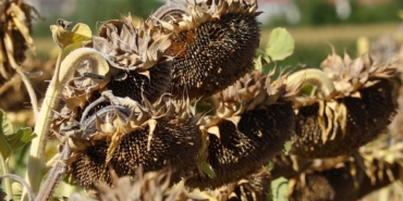 Trakya’da kuraklık ayçiçek üreticilerini vurdu