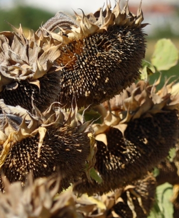 Trakya’da kuraklık ayçiçek üreticilerini vurdu