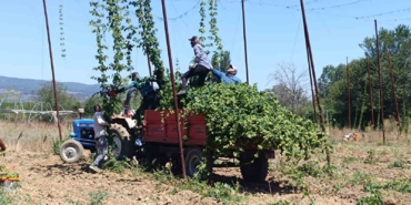 Türkiye’de sadece Bilecik’te yetişen endüstriyel bitkide hasat zamanı