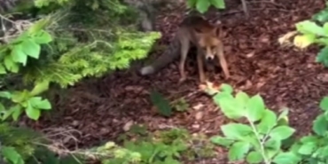 Uludağ Yolu’nda aç kalan yavru tilkiyi beslediler