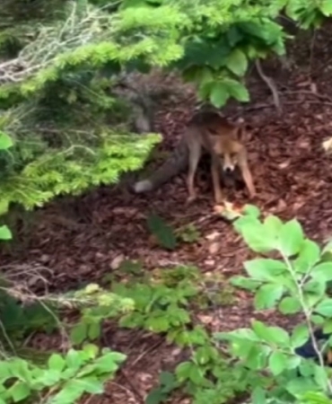 Uludağ Yolu’nda aç kalan yavru tilkiyi beslediler